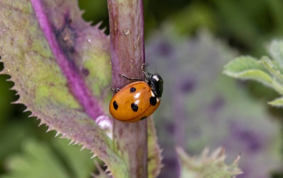 Ladybug March 2020